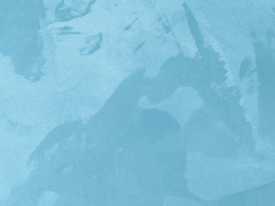 Ottocento AN832 Ottocento AN832